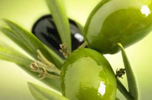olive mediterranea