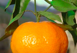mandarino dieta