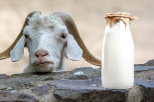 Meglio il latte di capra a dieta?