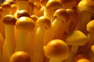 dieta a base di funghi